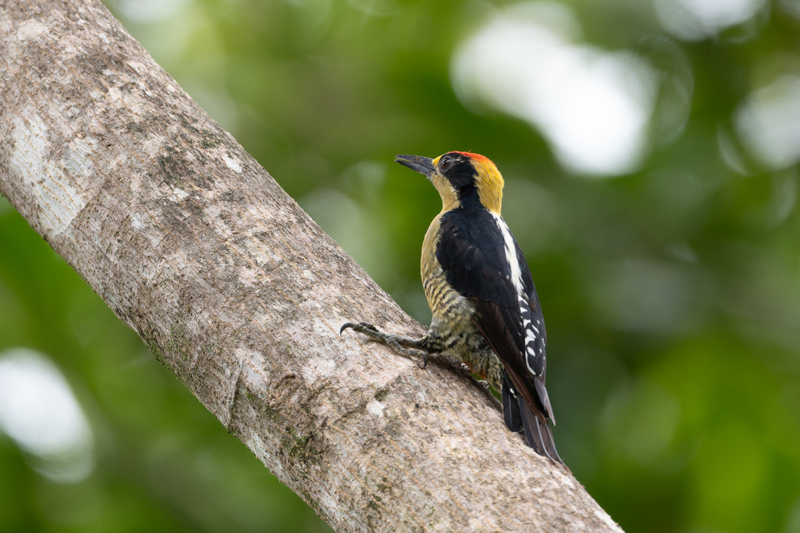 image Golden-naped Woodpecker